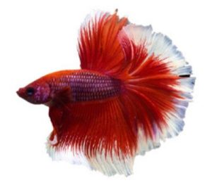 Rose Tail Betta