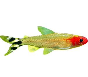 Rummy nose tetras
