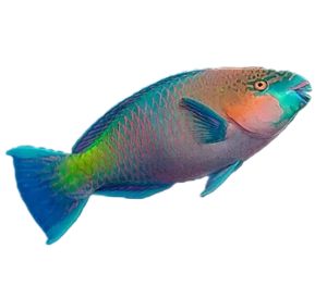 Rusty Parrotfish