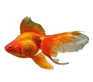 Ryukin Goldfish