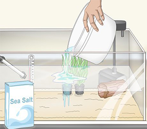 Saltwater Tanks