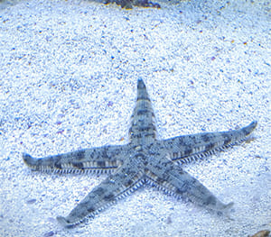 Sand Sifting Starfish