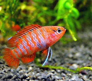 Scarlet Badis