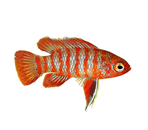 Scarlet Badis