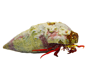 Scarlet Hermit Crabs 