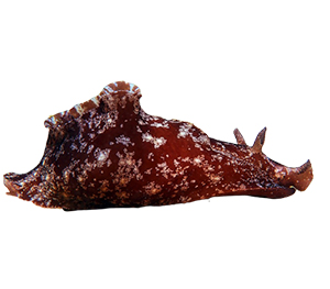 Sea Hare