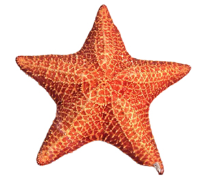 Sea Stars