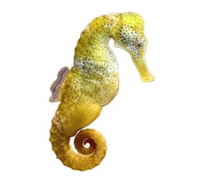 Seahorse