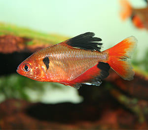 Serpae Tetras