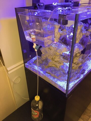 The Set-Up I Use to Drip Acclimate Fish