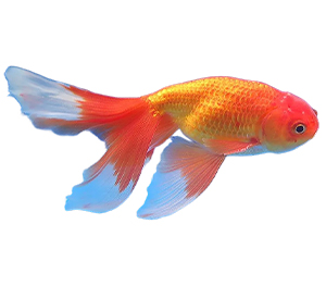 Shukin Goldfish