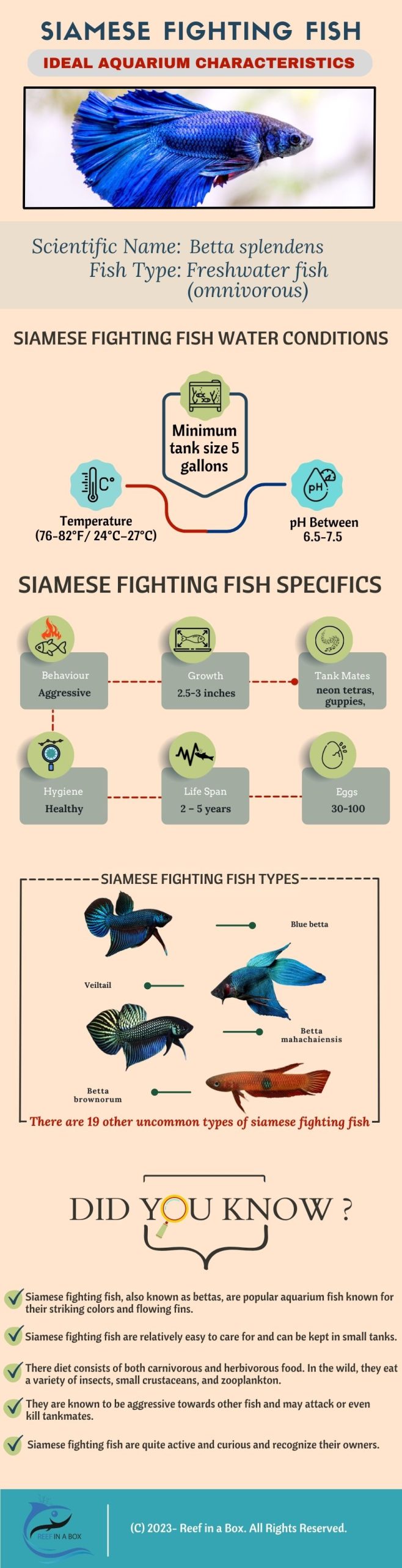 Siamese Fighting Fish