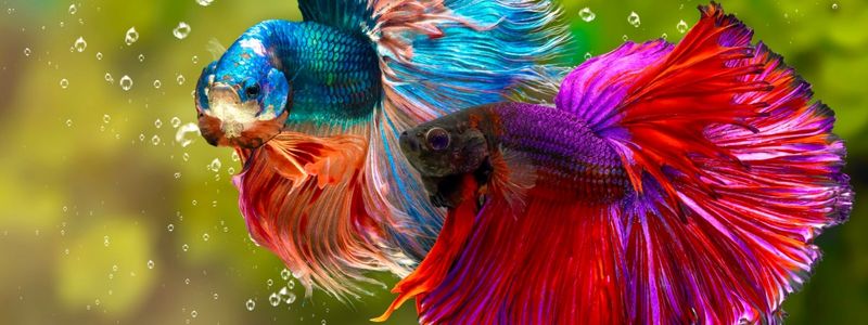 Siamese Fighting Fish