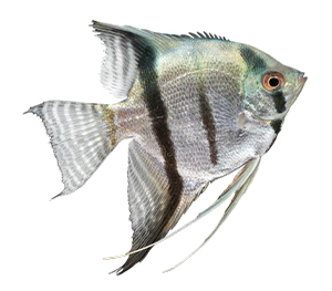 Silver Angelfish