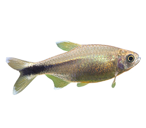 Silver Tip Tetras 