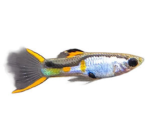 Silverado Tetra