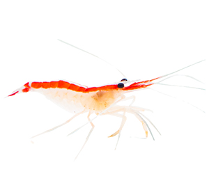 Skunk Cleaner Shrimp 