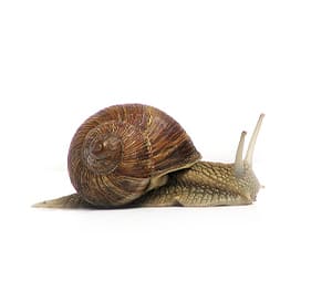 Snail