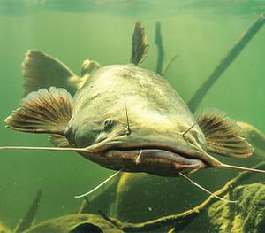 Solutrion Catfish