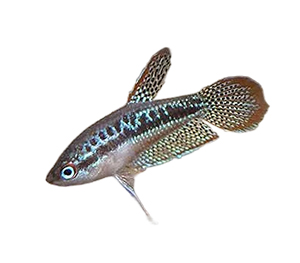 Sparkling Gourami