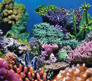 SPORN Coral Background