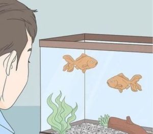 Monitor the Fish and Plants