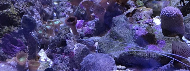 Strange Blob In Your Aquarium? It Could be a Polyclad Flatworm