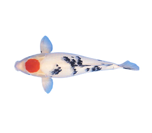 Tancho