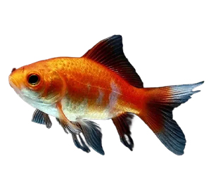 The Comet Goldfish A Streak of Elegance
