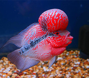 The Flowerhorn Tank