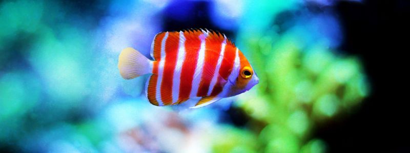 The Most Unique Aquarium Fish Species In The World
