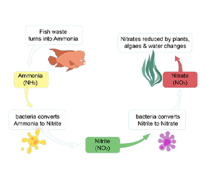 The Nitrogen Cycle