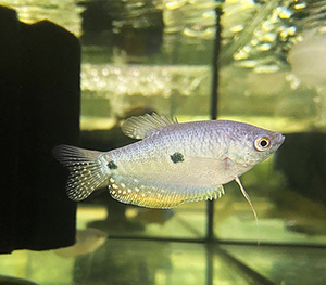 Three Spot Gourami