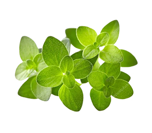 Thyme