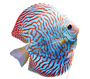 Tiger Turkish Discus 