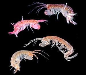 Tiny Crustaceans