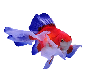 Tosakin Goldfish