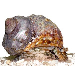 Turbo Snails 