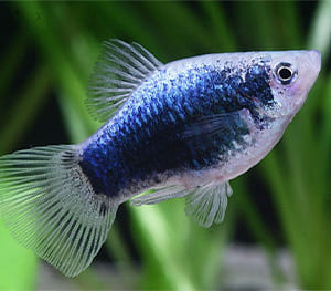 Tuxedo Platy Fish