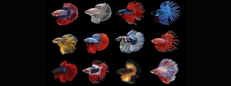 Types of Betta Fish