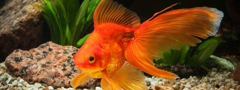 Types of Goldfish: Unraveling the Goldfish Galore