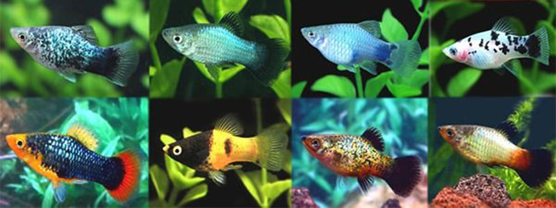 Types Of Platy Fish