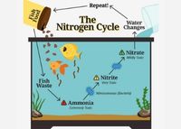 Understanding the nitrogen cycle