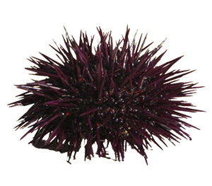 Urchins