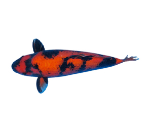 Utsurimono 