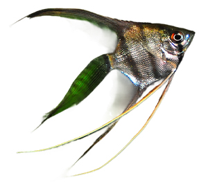 Veil Angelfish