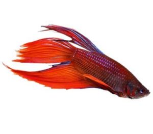 Veiltail Betta
