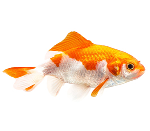 Wakin Goldfish