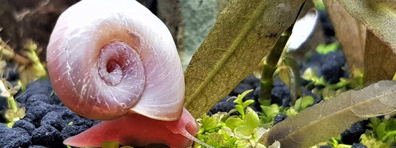 What are Snail Eggs - How To Take Care of Them in Fish Tank?