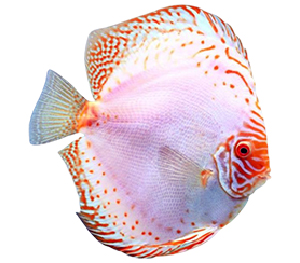 White Butterfly Discus 